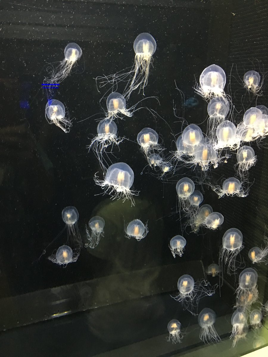 「別の水族館写真でクラゲ画像あったので おまけこみ追加で失礼を」|くらんけ@c102日曜サ33aのイラスト