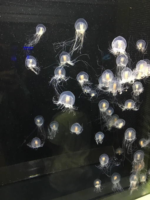 別の水族館写真でクラゲ画像あったので おまけこみ追加で失礼を