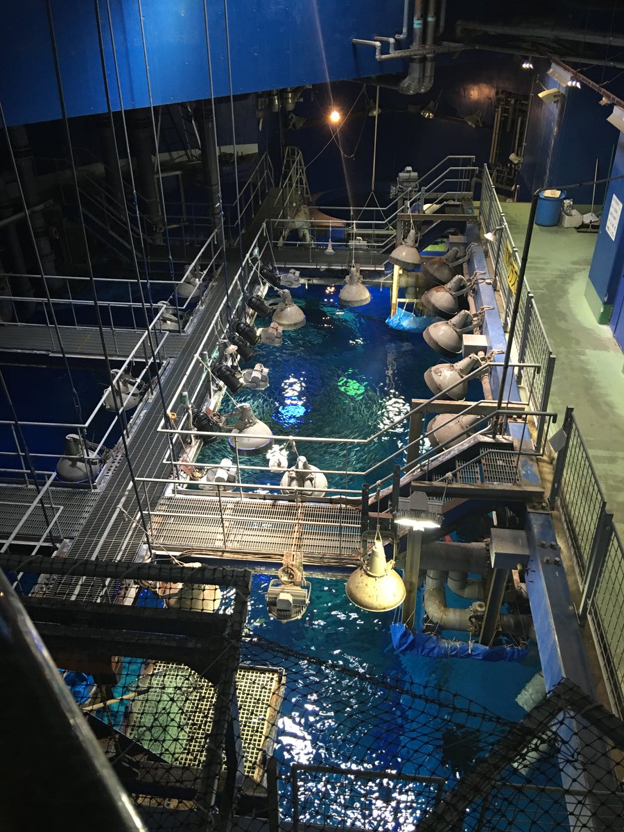 「別の水族館写真でクラゲ画像あったので おまけこみ追加で失礼を」|くらんけ@c102日曜サ33aのイラスト