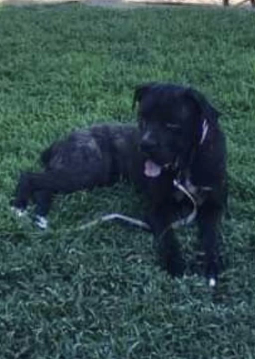 #TN #MEMPHIS
🆘🆘OWNER SURRENDERED WITH 4 PALS IN V.POOR CONDITION Lettie 4yo hw+ a shy sweet girl who has RESCUE INTEREST but lacks #PLEDGES to help with her care/hw. Pls Let’s see her out of here safely. #A323741
facebook.com/18216482414803…