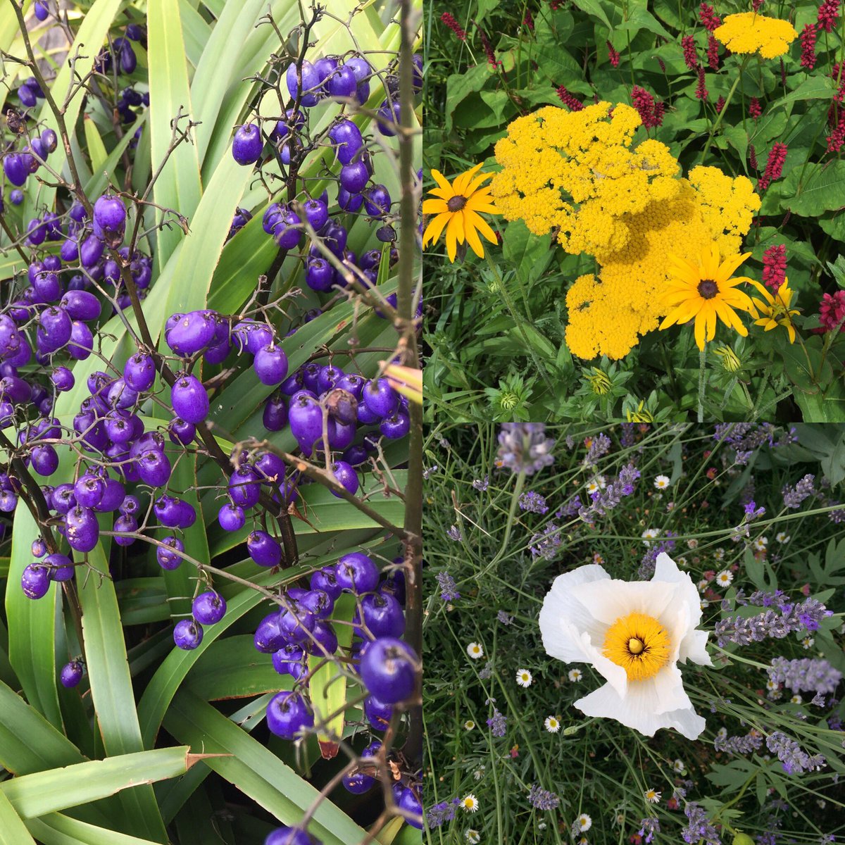 LanaMarshall19's tweet photo. An update from the @kingscrossN1C Central gardens. Stop, smell and fill your spirit with beauty &amp; life. @thedanpearson @LondonNPC #lanscapedesign https://t.co/yd91yazAGC