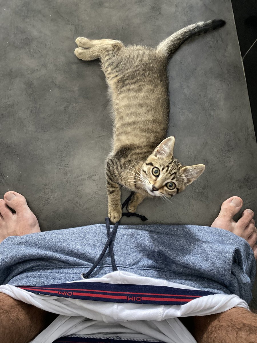 mister__damien's tweet image. Jamais tranquille ! 😂🐱