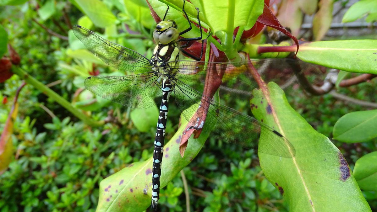 An obliging dragonfly waited patiently for me to get the camera and take its photo!