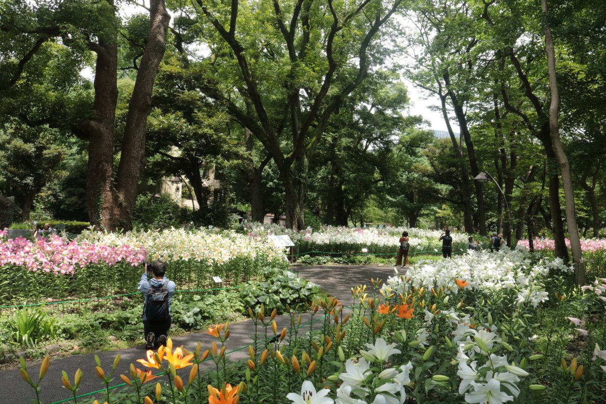 都立日比谷公園 Hibiya Park Tokyo 園長の採れたて情報v Twitter 中国語担当より 五彩缤纷的花 今天还有一个品种也开花了 就是下图的黄金甲百合 淡黄色与金黄色交相辉映 白色 粉色 淡黄色 金黄色 色彩斑斓的夏季 都立日比谷公園 Hibiya Park Tokyo 園長の採れたて情報v Twitter 中国語担当より 五彩缤纷的花 今天还有一个品种也开花了 就是下图的黄金甲百合 淡黄色与金黄色交相辉映 白色 粉色 淡黄色 金黄色 色彩斑斓的夏季