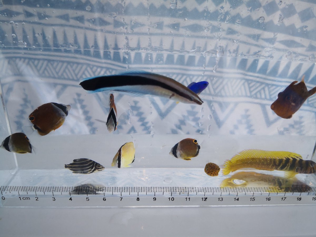 海水魚採集 海水魚採集
