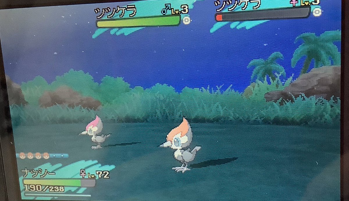 色違いツツケラ 色違い備忘録