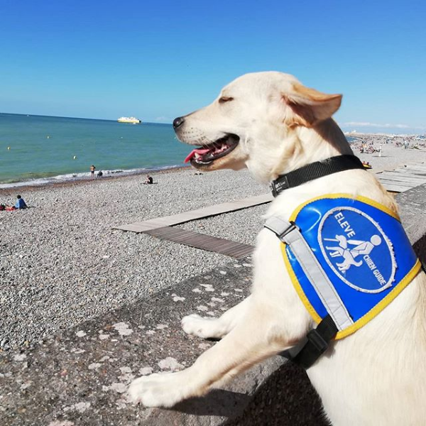 Dieppe_souvenir's tweet photo. Aimé par mykarmadog et
Photo de profil de dorotludik
dorotludik
#chienguidedaveugle #chienguide #chiensguidesparis #dogwithjobs #elevechienguide https://t.co/PokYs2X9ai
