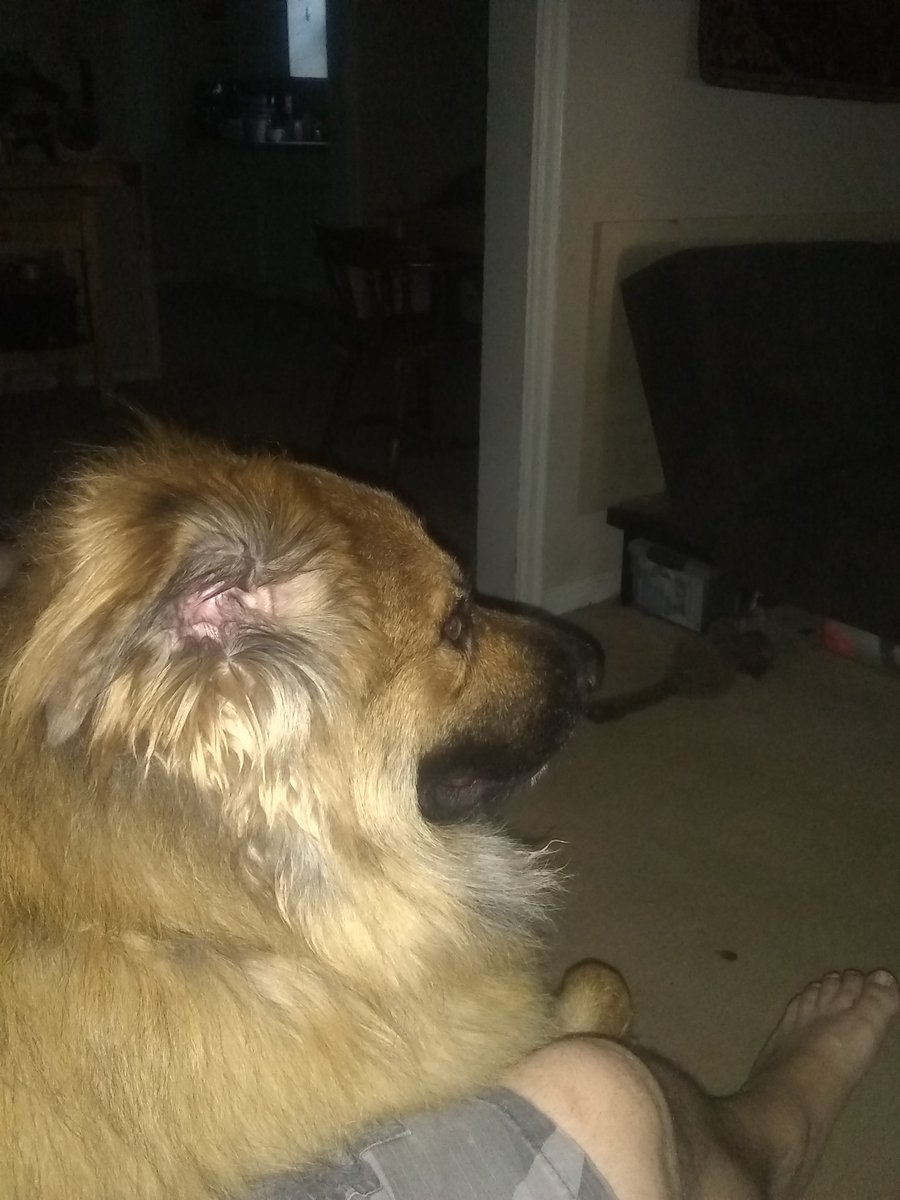 deathoffrog's tweet photo. Gunnar and me watching movies https://t.co/3BMhTCewJd