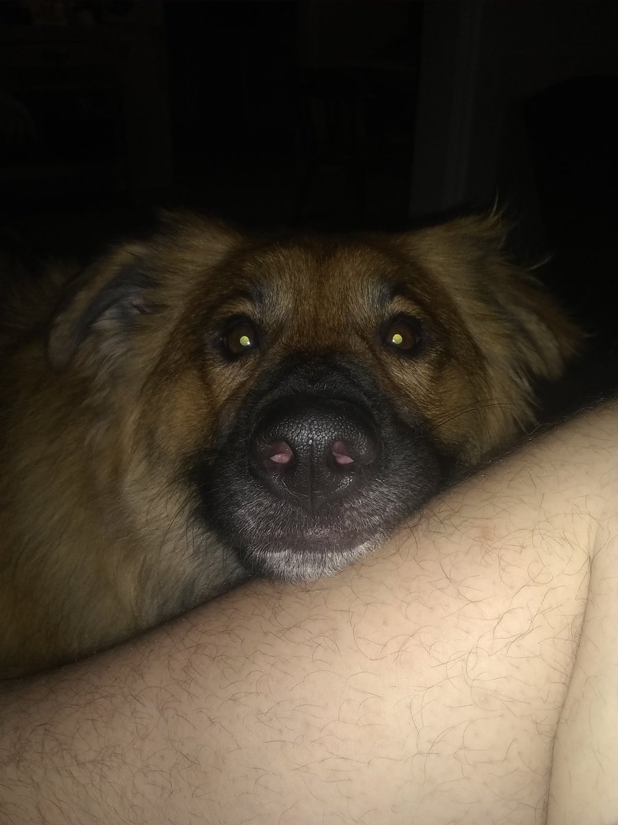 deathoffrog's tweet photo. Gunnar and me watching movies https://t.co/3BMhTCewJd