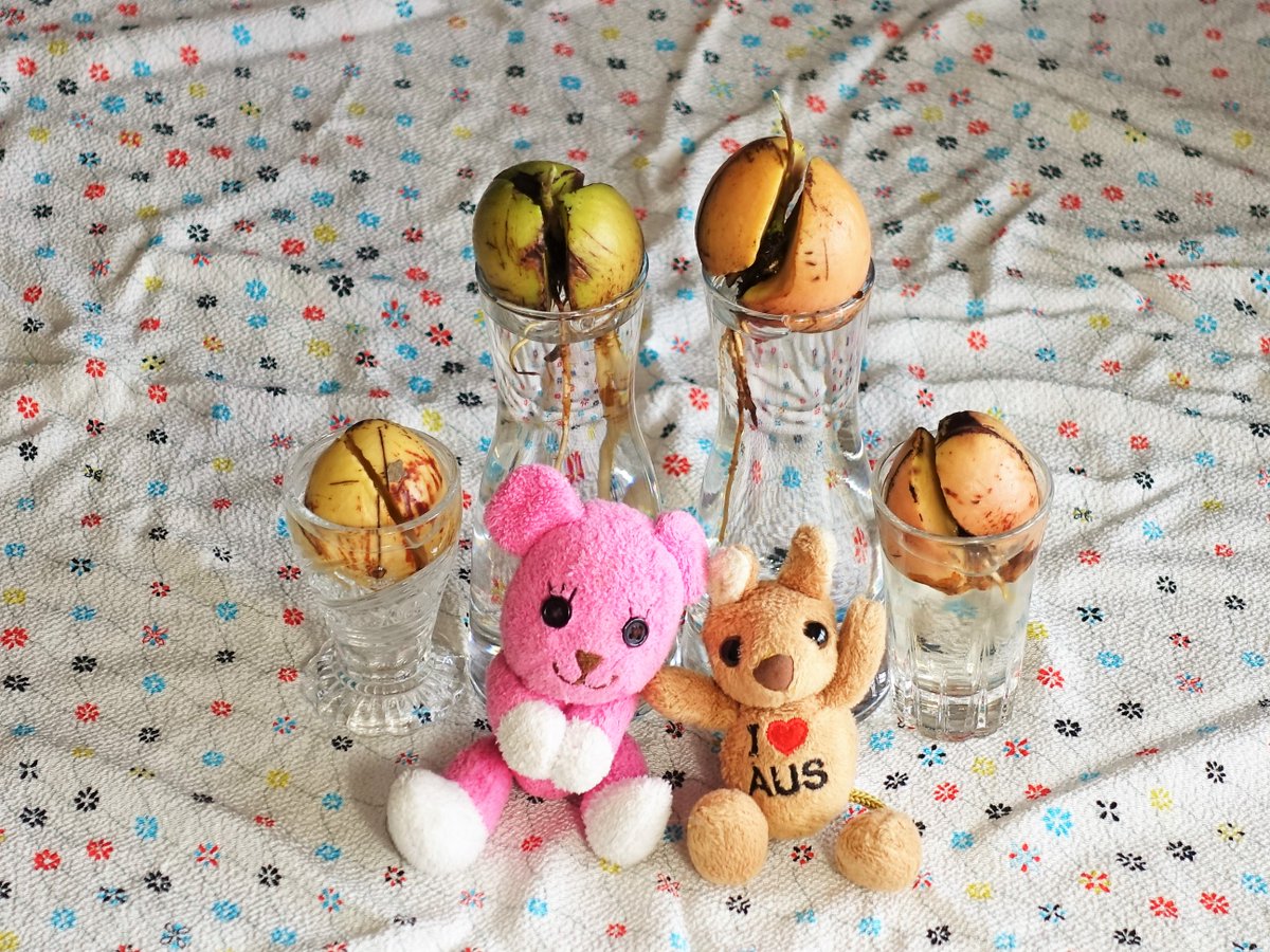 pinkmomo45's tweet photo. お花のような形のアボカド🥑
葉っぱがわんさかあるアボカド🥑
鉢の中で成長してるアボカド🥑
小さいグラスの上で芽を出そうとしてるアボカド🥑
みんなとっても可愛いよ～😍♥
.
#avocado
#アボカド栽培
#アボカド成長記録
#postpet
#AUSくん https://t.co/EPmiYC4vTt