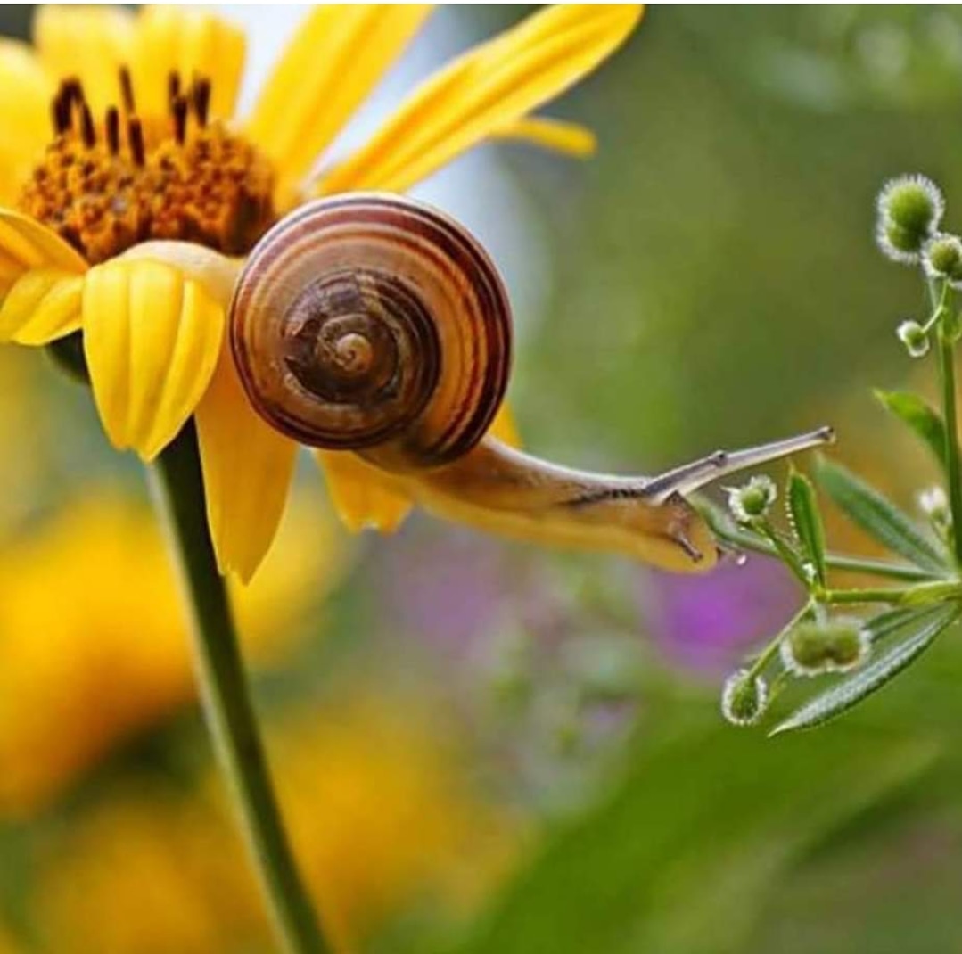 mab_priya's tweet photo. #Vaishnavianimalsvoiceless
It doesn't matter how slow you go as long as u don't stop.🐌🐌
*It better to move forward at a snail pace than backward at any place*🐌🐌
#animalloveb  #animalrights  #AnimalSafety  #animalscare
#animalfeeding  #animal
Call:9987478357
Jay mata di ❣️🙏 https://t.co/TFwm4GdhAL
