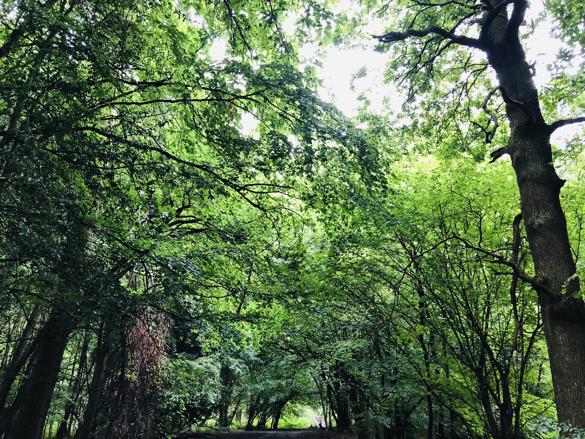 WoodlandNomad's tweet photo. I spent some time here yesterday with a friend, he’s one of my favourite humans & possibly the best cop I’ve ever worked with. To say he’s been through some tough times is an understatement. But 90 minutes here in the company of four dogs, chatting & laughing is good therapy 🌳 https://t.co/DgIkLCJmR5
