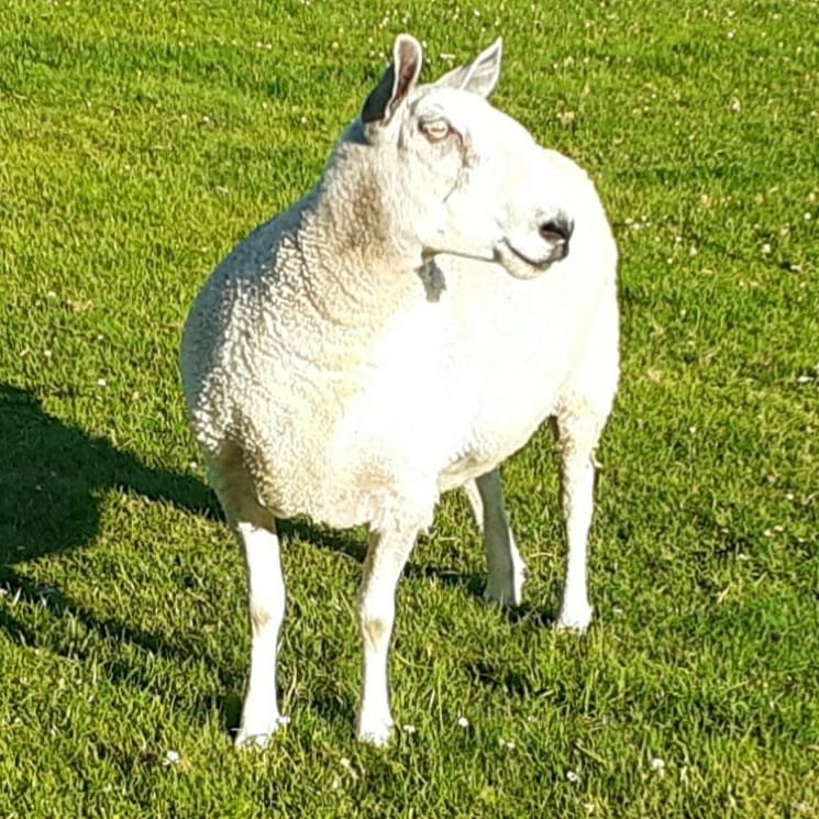 Beautiful Alia💖

#animalsanctuary #sheep365 #sheepoftwitter #summer2020 #bluefacedleicester #trueblue #ourchampion #sheepwithaname #nonprofit #AmazonWishList