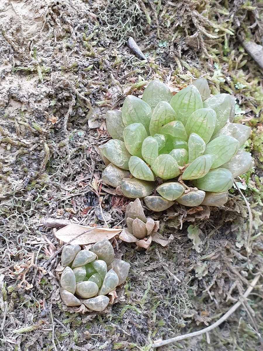 MartiBlom's tweet photo. Haworthia transiens unpolished and in it's natural habitat. #DeVlugt https://t.co/1Tz3tPQwJ0