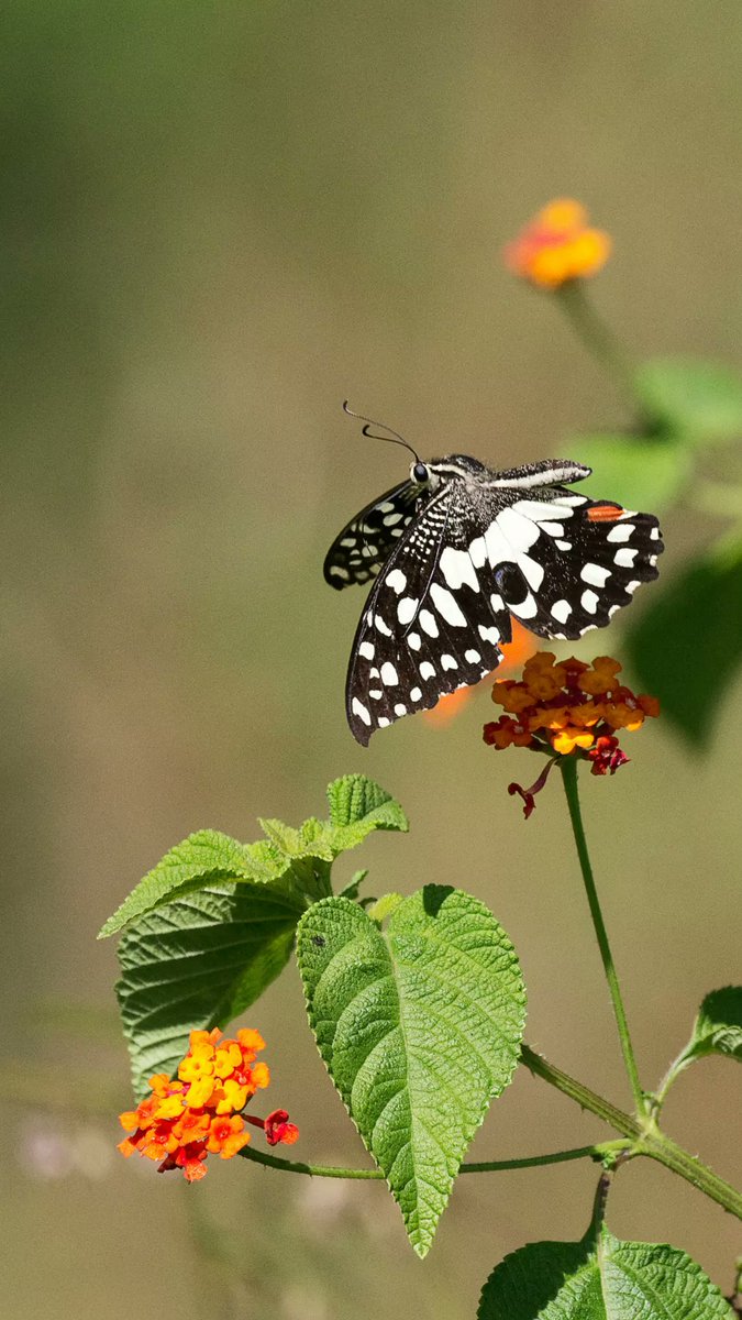 AsifHanifAbbasi's tweet photo. Forgiveness is a strange medicine,
If you give it to others, it heals the wounds in your heart!🇵🇰#Morning
#SundayThoughts #ColorfulButterfly♥️ https://t.co/K06w45fGCJ