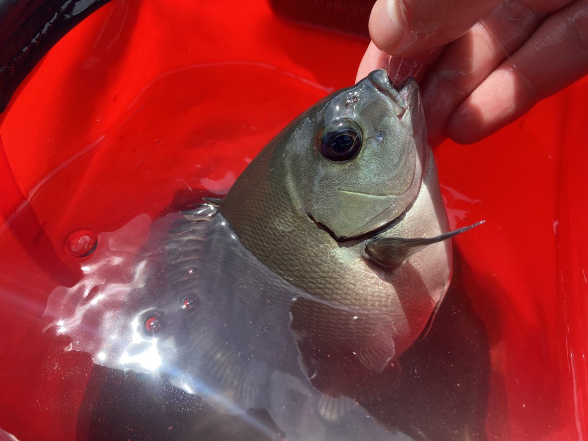 Xrms 九州でカゴ釣りするならボイルがオススメです 私は関西仕様のコマセだと何故か釣れませんでした