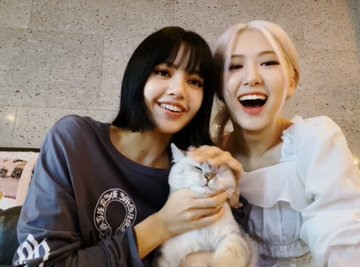SuwatchaiFoke's tweet photo. @BLACKPINK_LISA @BLACKPINK_KJSOO @BLACKPINK_JENN @BLACKPINK_ROSEP BLACKPINK https://t.co/QPPRlDK269