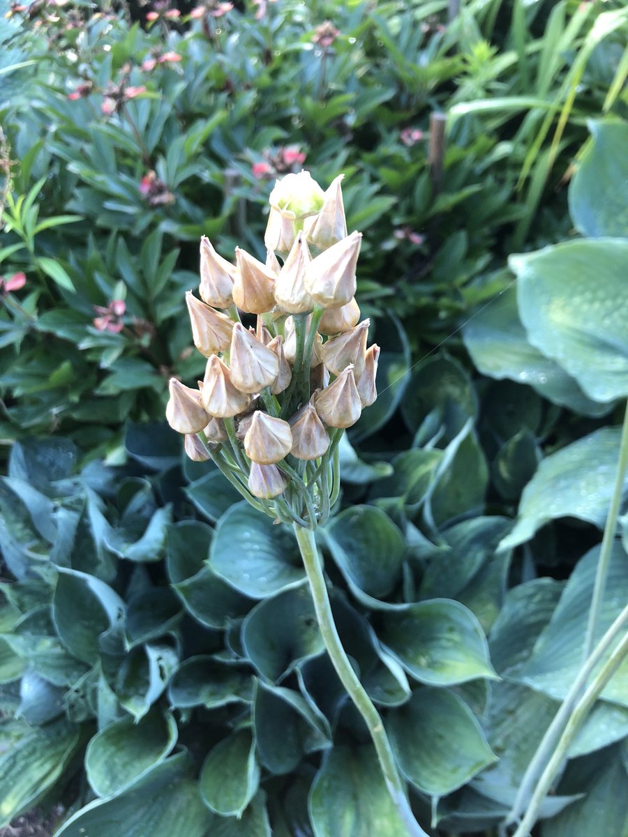 #Allium 
#Amaryllidaceae