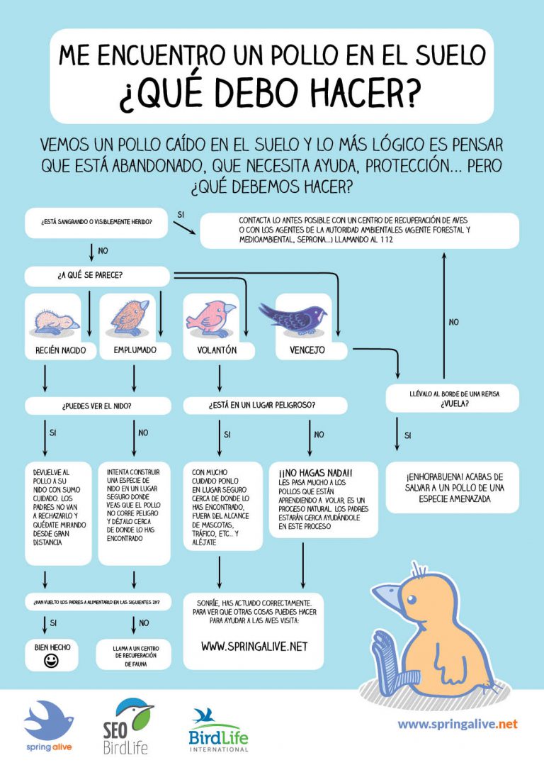 🌡️☀️Hace calor y algunos pollos intentan abandonar el nido antes de tiempo; otros ya están practicando sus primeros vuelos. A veces acaban en el suelo y surge la duda:
🐣¿Qué hacer si te encuentras un pollito "huérfano"?