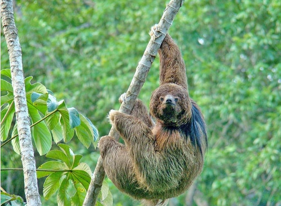 The maned sloth (Bradypus torquatus) is a three-toed sloth found in Brazil.Maned sloths are bigger than other  #sloths. They are also classified as 'vulnerable'.They spend 60-80% of their day sleeping. Every day is a Sunday for them. #nature  #animals  #Facts