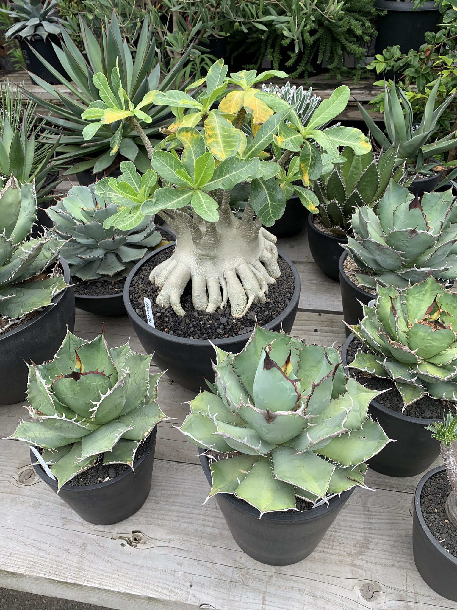 エミール 今日はなばなの里 花市場に来ました アガベ大量にあった その他にも多肉 食中植物 コーデックetc 広いスペースに大量な植物があって時間を忘れて堪能した T Co Iuwygnxkxk Twitter