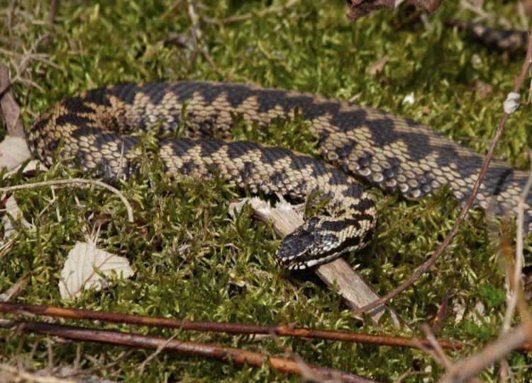 Paul Thomas tweet media