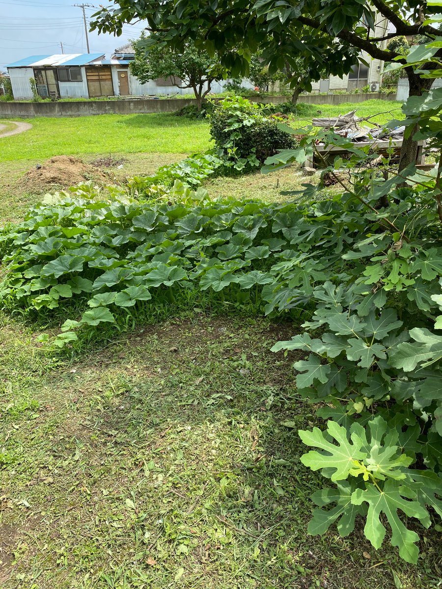 まるさん こっそり芽が出ていたカボチャが今ではこんなに育ちました どてかぼちゃって言われる意味が分かる 笑