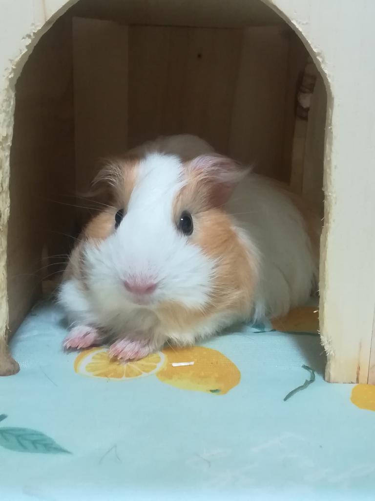 moru_koko_'s tweet photo. 美モルすぎる…
#モルモット #シェルティモルモット #小動物 #guineapig #cavya https://t.co/jWf3rVb34F