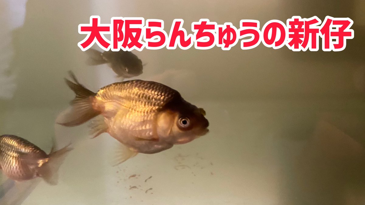 ポゴナ河合 大阪らんちゅう 金魚の導入パート2 令和模様らんちゅうの会 五大地金魚の飼い方vol 28 今回は金魚坂さんに大阪らんちゅうを導入しました T Co Hhjbrxbem7 ポゴナ河合 大阪らんちゅう 金魚の導入パート2 令和模様らんちゅうの会 五大地金魚の飼い方vol 28 今回は金魚坂さんに大阪らんちゅうを導入しました T Co Hhjbrxbem7