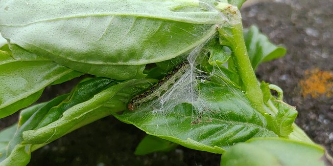 シソ ハーブの大害虫 ベニフキノメイガ を紹介 実は綺麗な羽の蛾の仲間 生き物ネット