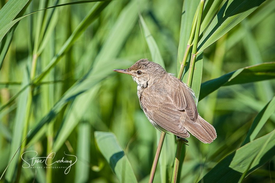 stevecush1's tweet photo. Reed warbler at Leighton Moss on 12th July 2012. #warbler #reedwarbler #rspb #leightonmoss https://t.co/a4KQmveYgc