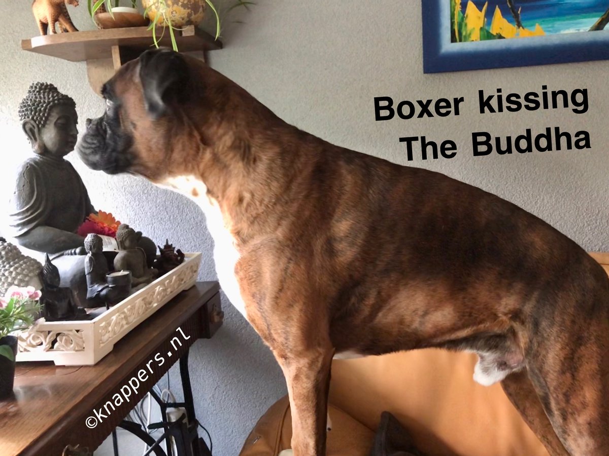 JohnKnappers's tweet photo. A boxer kissing the Buddha.
#lovemyboxer #boxerdog #kissingbuddha #seemslike https://t.co/aqN4dItUf7