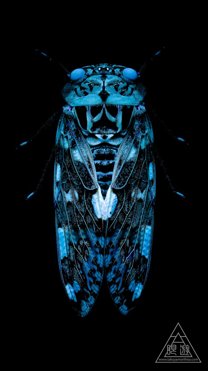 ganyujapan's tweet image. I don't know if that fluorescence has affected their lives, but some cicadas change color beautifully under UV light. Interestingly, brightly fluorescent spots appear at the point where their wings cross.

Platypleura kaempferi
#Cicada