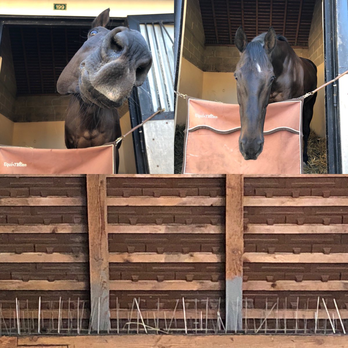 AlexRosaRacing's tweet photo. Fresh stables for the summer : Clean painted walls, open gate, water spread for heavy heat, video monitoring...and now, no more PIGEONS !! https://t.co/CkyotReNSj