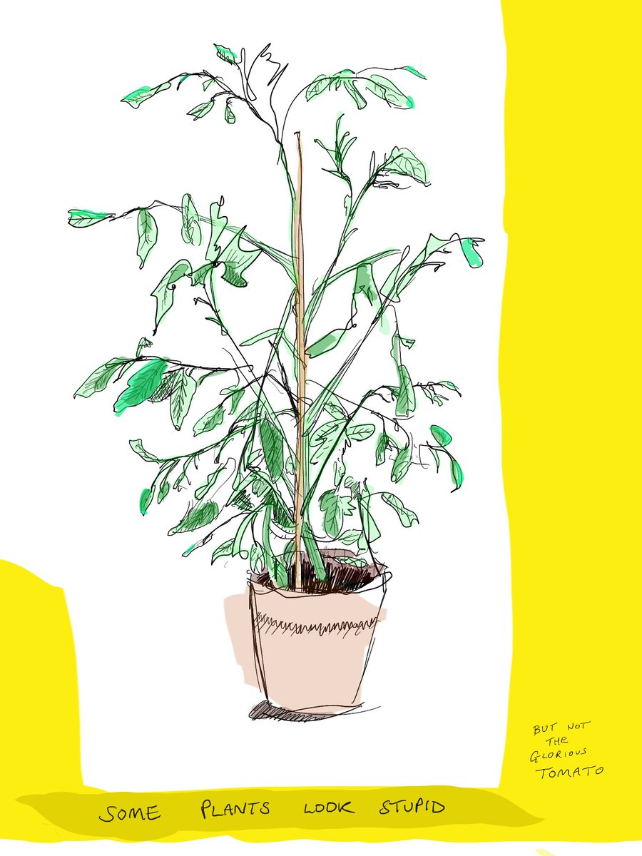 PloxaMusic's tweet photo. Good morning! One for all the tomato-plant fans #tomatoplant #yomato https://t.co/ISt29x2Zws