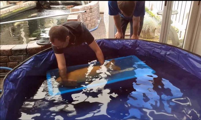 KoiQuestion's tweet image. Voorpret online HKS 2020 - koiquestion.com/2020/07/12/voo… |benchen, Holland Koi Show 2020, online