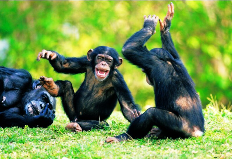 Ricky Gervais tweet media