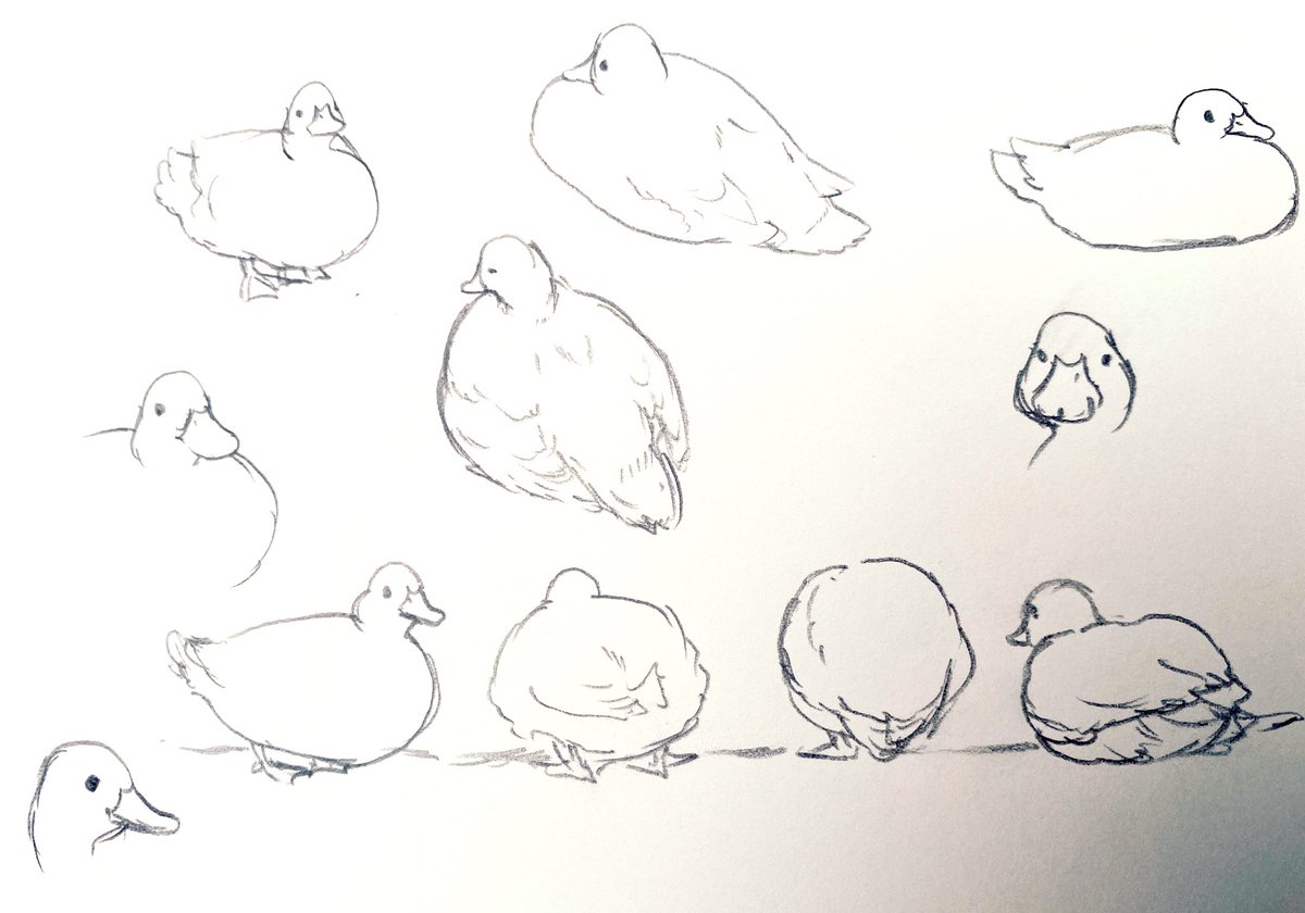 カモスケッチ。久しぶりにカモ活してきました 