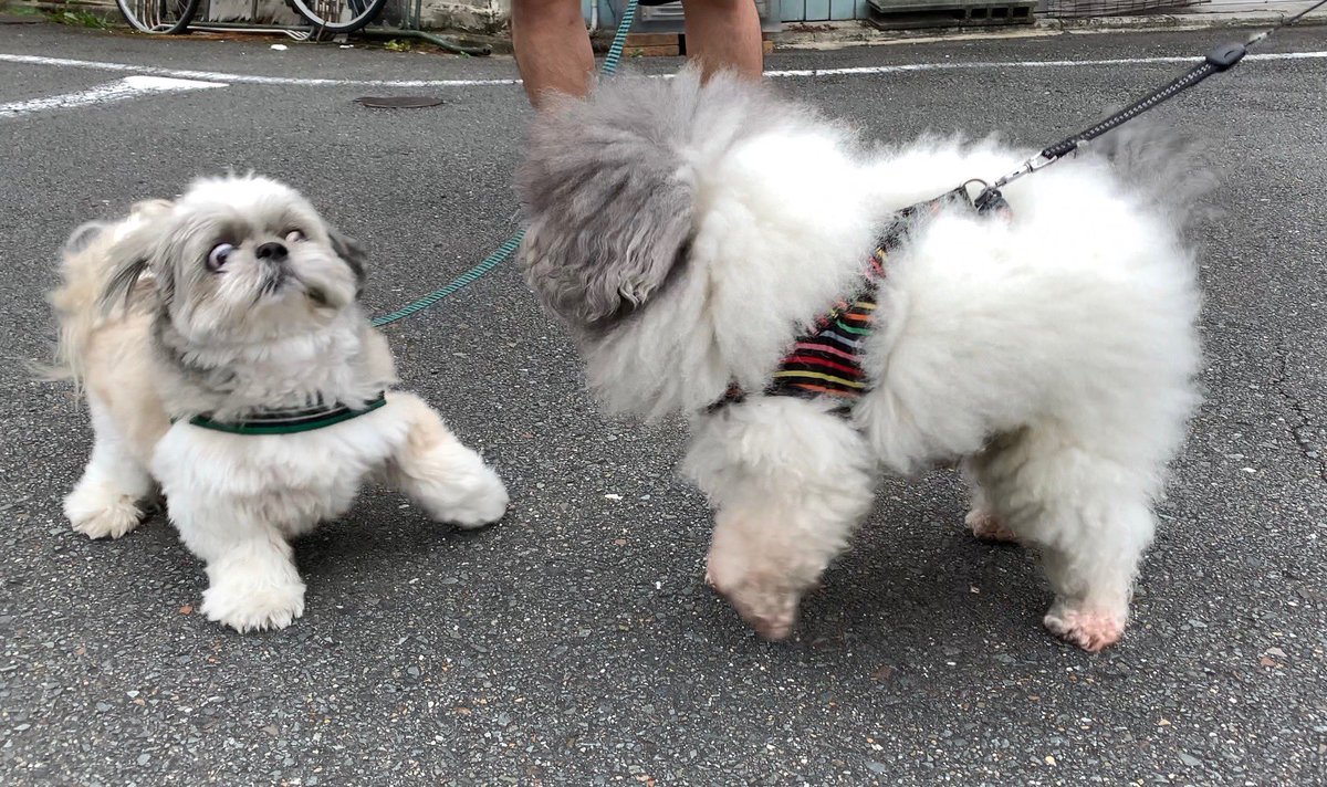 ビックリ顔犬がたまらんかわいさ 我が家の岡本太郎先生です Togetter