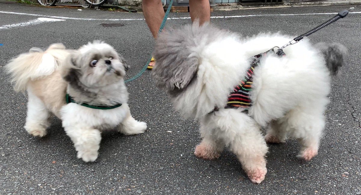 ビックリ顔犬がたまらんかわいさ 我が家の岡本太郎先生です Togetter