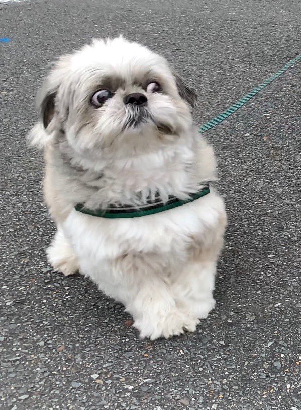 ビックリ顔犬がたまらんかわいさ 我が家の岡本太郎先生です Togetter