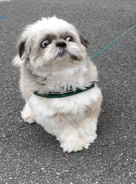 15 Dog Posts From This Week That Everyone Should See (Trust Me)
