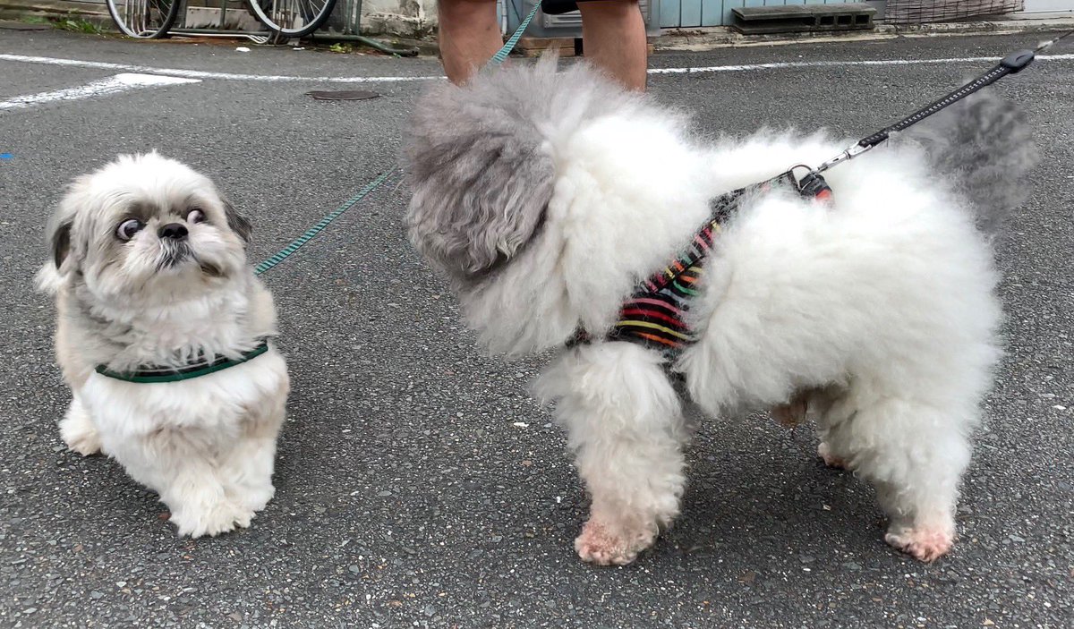 イラストレーター幸池重季 シーズー犬てんぽ みんなみて うちの犬可愛いんです