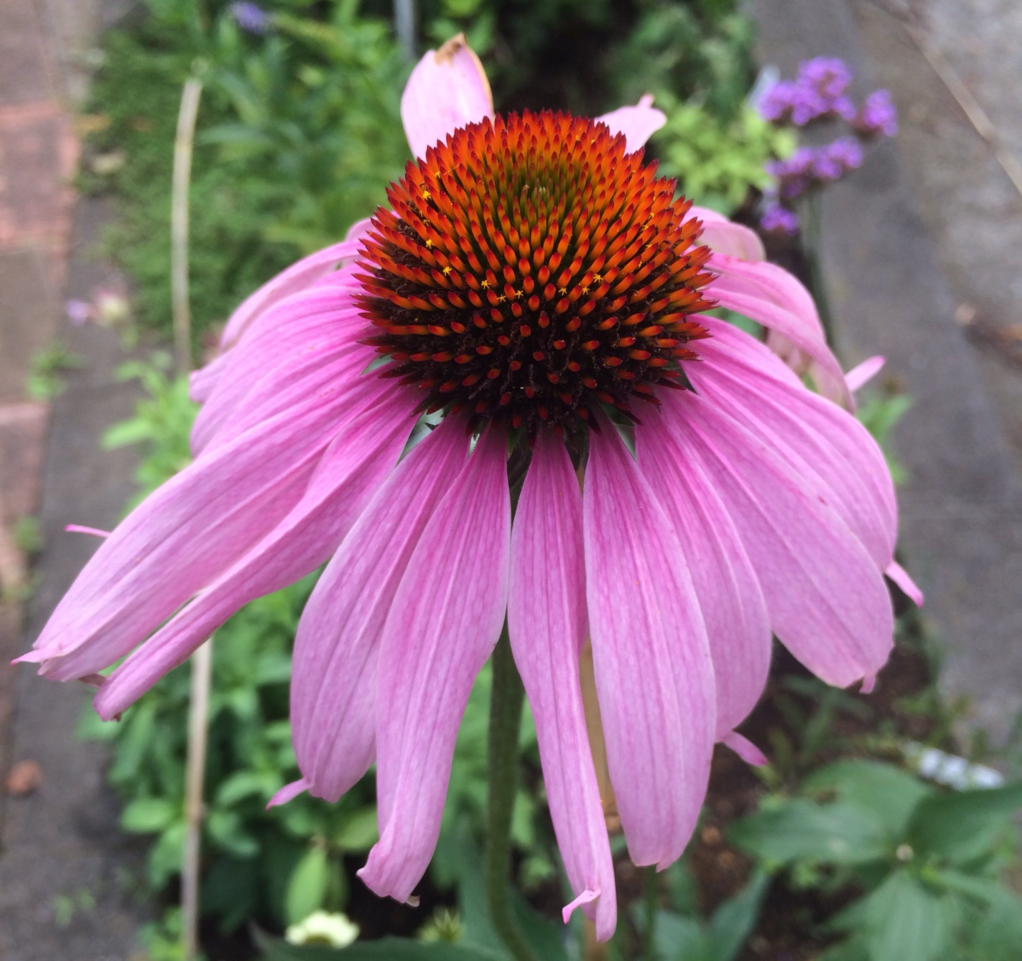 紫西洋菊 Twitter Search Twitter