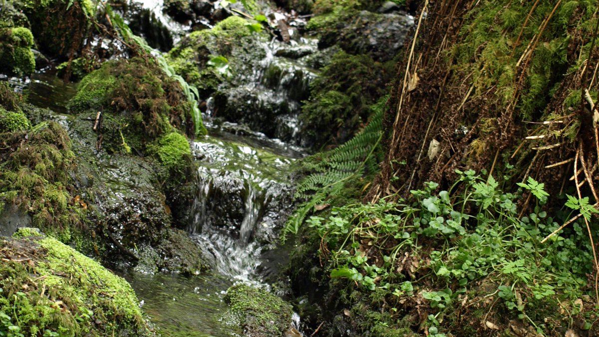 CanonteignFall's tweet photo. The beauty of nature sometimes hides beneath the trees. 
https://t.co/w462GnSfm3 
Open from 10am 

@visitdartmoor @visitdevon @devonstopattractions 

#photograph #nature #devonphotographer 
#socialdistancing #openspace  #dogfriends🐾 #familytime #enjoytheoutside #waterfalls https://t.co/tQcK54MaSU