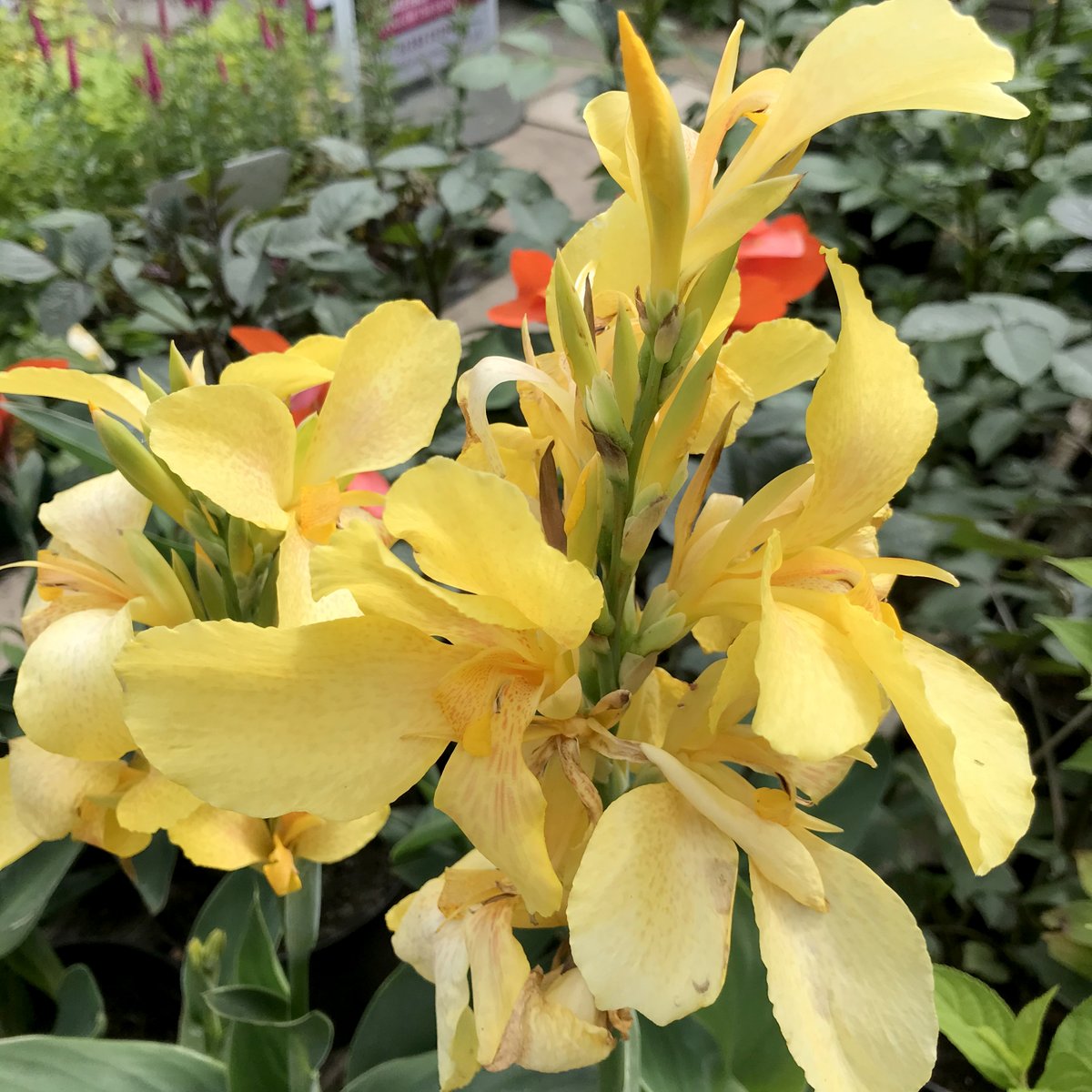Good morning! It's great to finally be opening today – we're here from 10.30am - 4pm, and we have lots of plants looking for new homes. We're next to Blackfordby Village Hall, if you're driving, park at the village hall and follow the signs. #plants #gardening