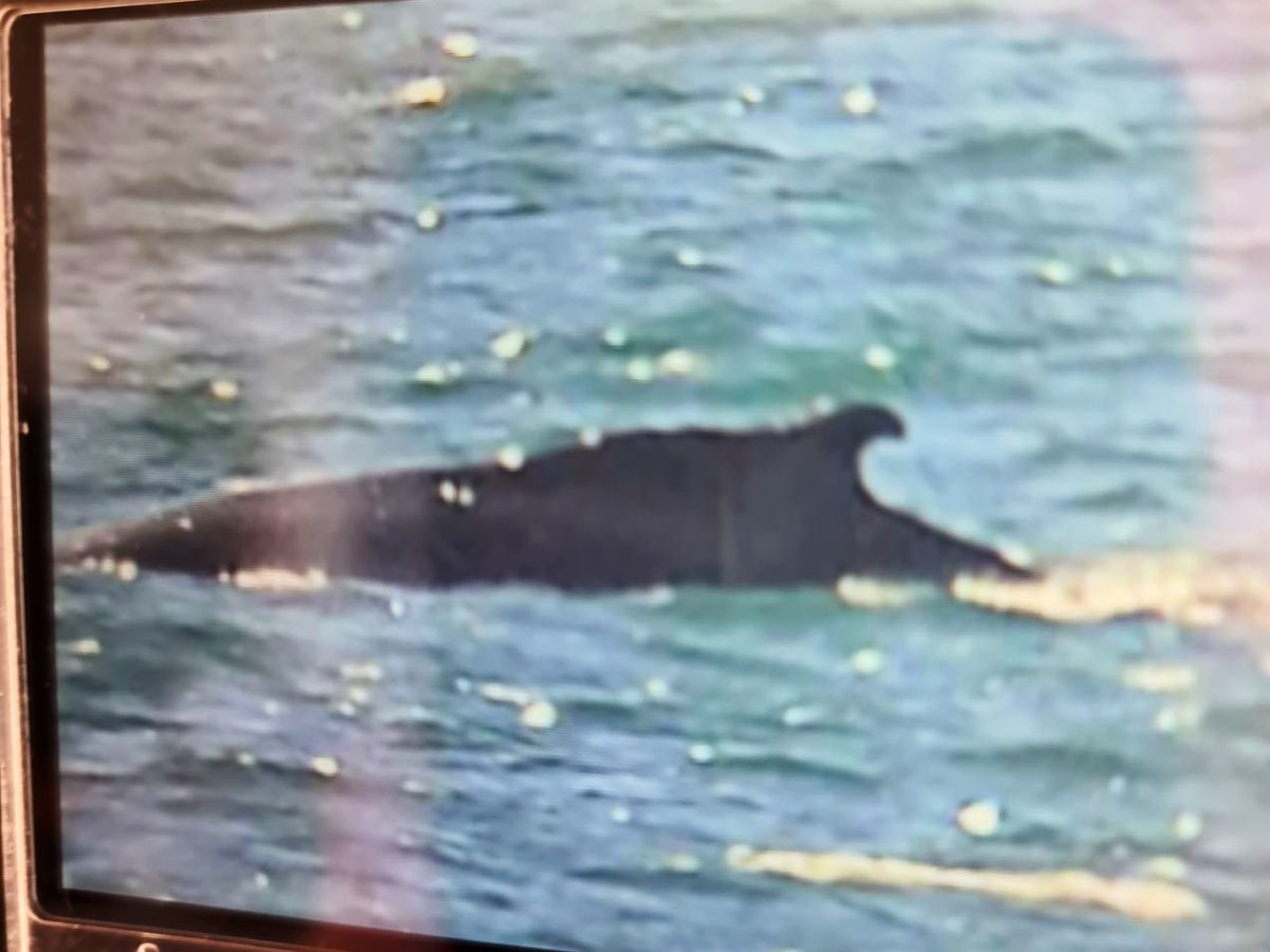 SeafariApp's tweet image. Humpback #whales being reported from both sides of the #CapePeninsula, off Fish Hoek and #Chappies. Pics by Ray Chaplin and Charles Booysen @seasearchafrica @WhaleHeritage @