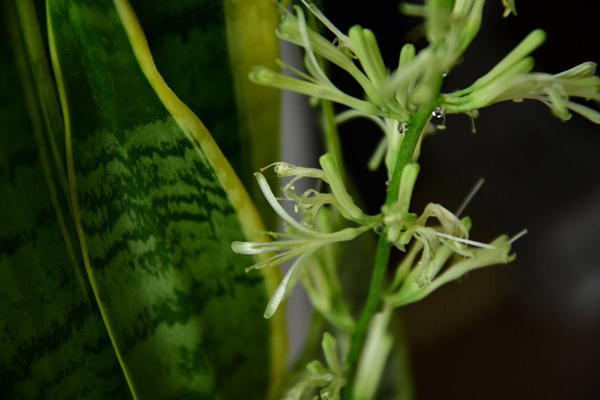 Gg Sky Anzu Han Twitter