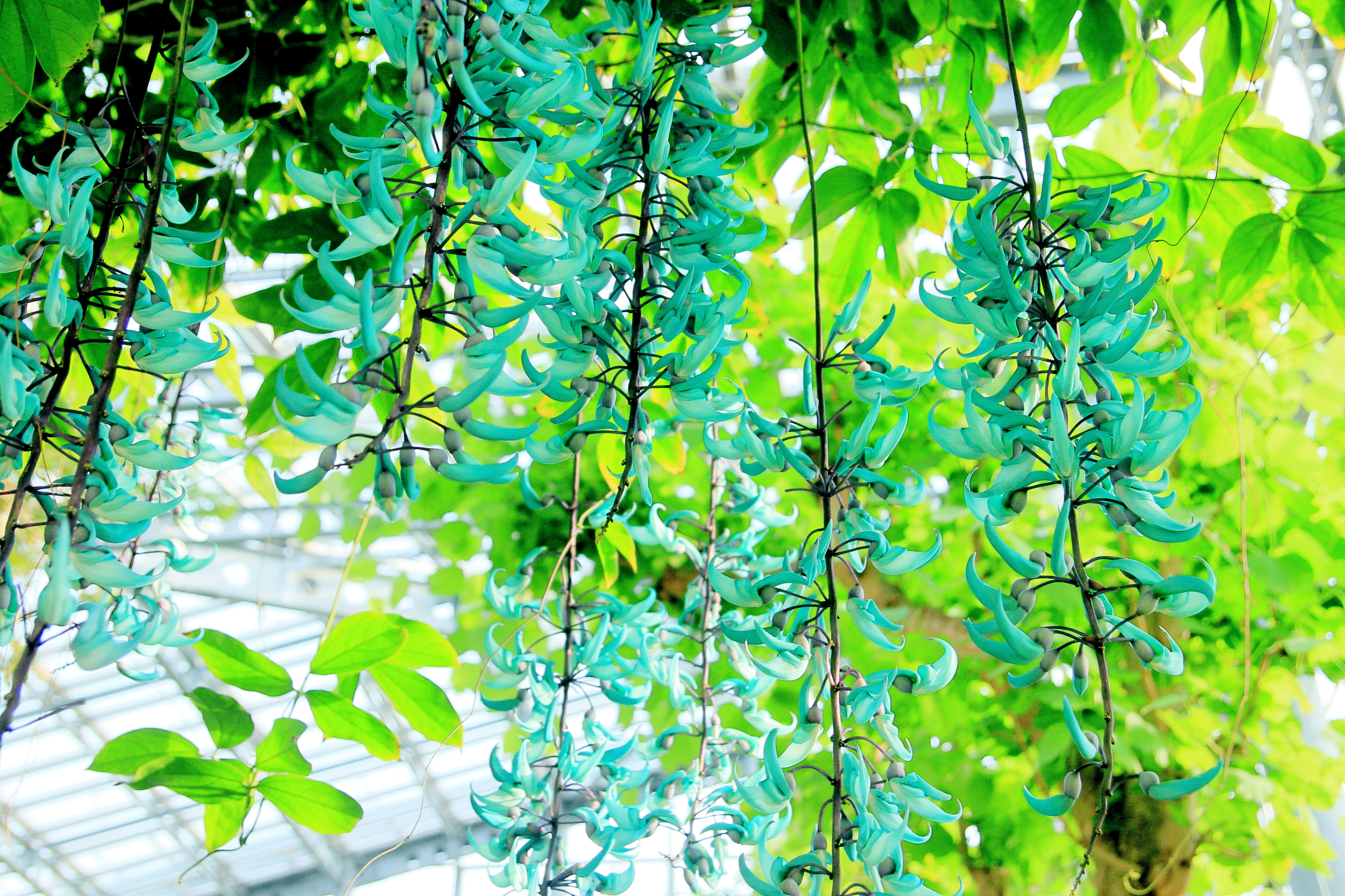 咲くやフォトコンテスト Twitter Search Twitter