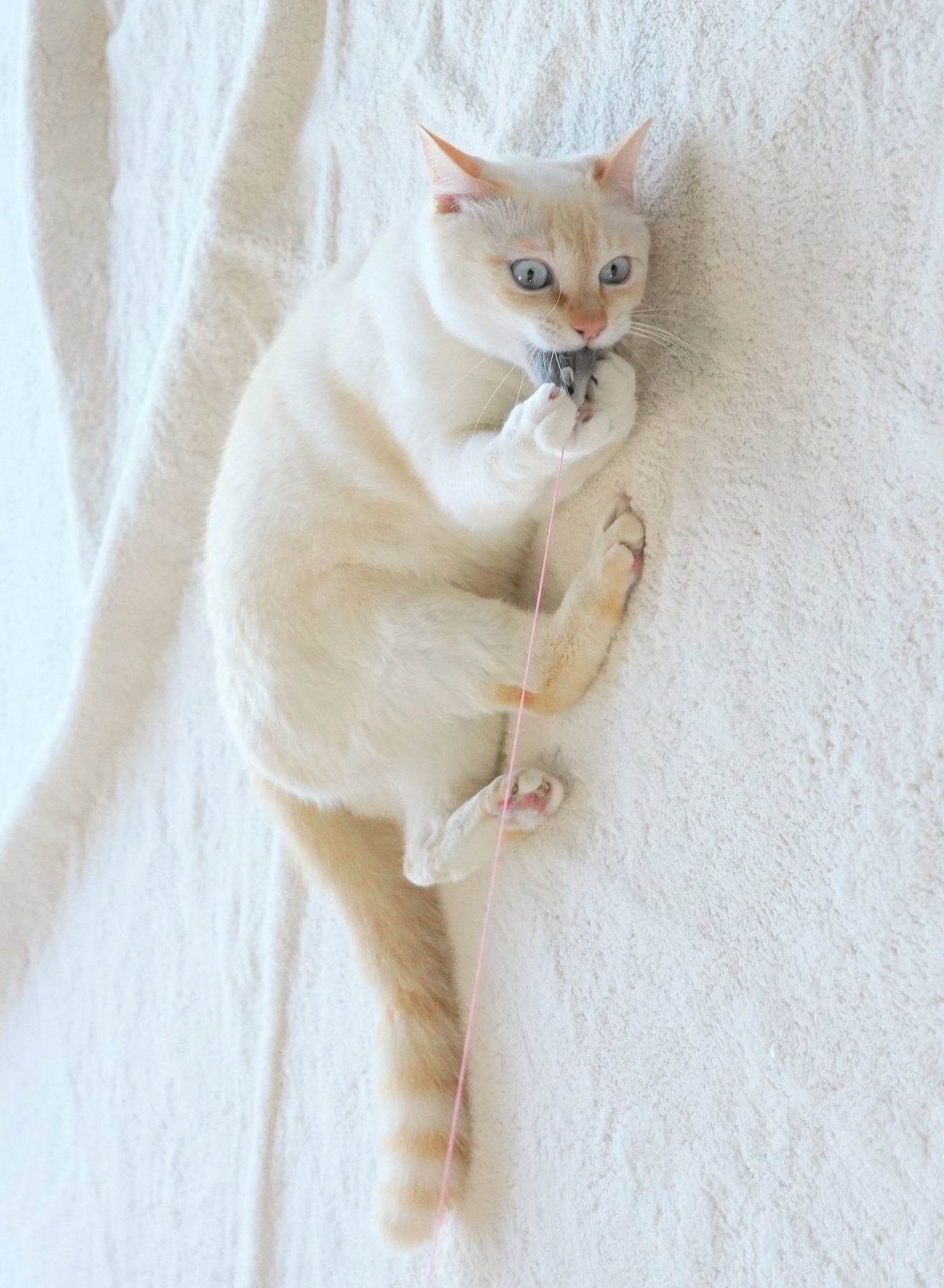 これが獲物を捕らえた目か 初めて見る愛猫の表情に動揺 話題の画像プラス これが獲物を捕らえた目か 初めて見る愛猫の表情に動揺 話題の画像プラス